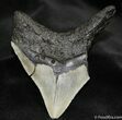 / Inch Megalodon Tooth #687-1